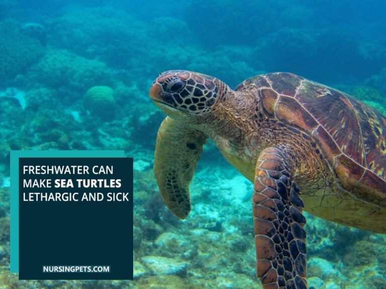 Can Sea Turtles Live In Freshwater? The Surprising Answer! - Nursing Pets