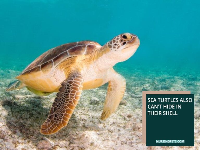Sea Turtle Hiding In Shell Can Snapping Turtles Hide In Their Shells? - Nursing Pets