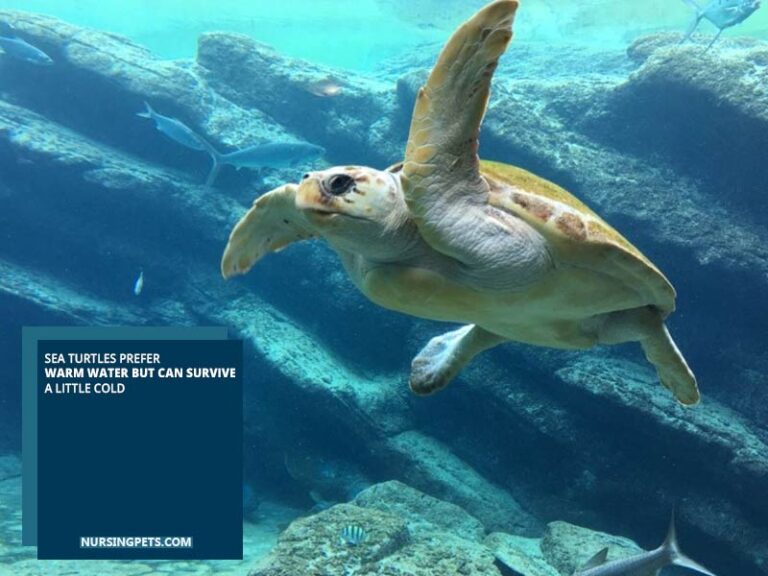 Can Sea Turtles Live In Freshwater? The Surprising Answer! Nursing Pets