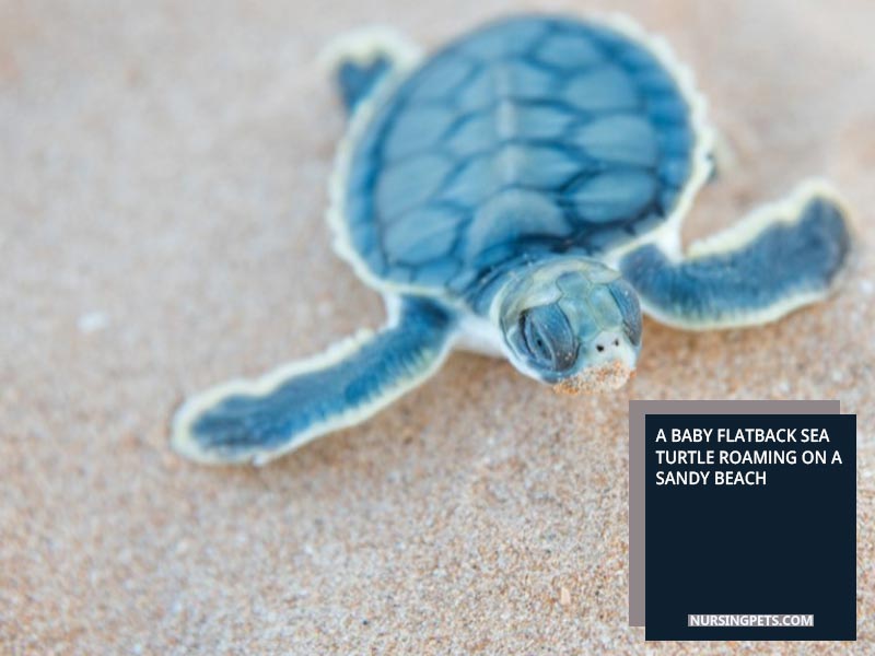 A baby Flatback sea turtle roaming on a sandy beach