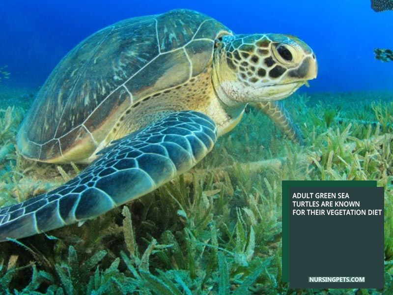 Adult Green Sea Turtles are known for their vegetation diet