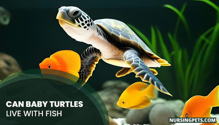 Can Baby Turtles Live With Fish