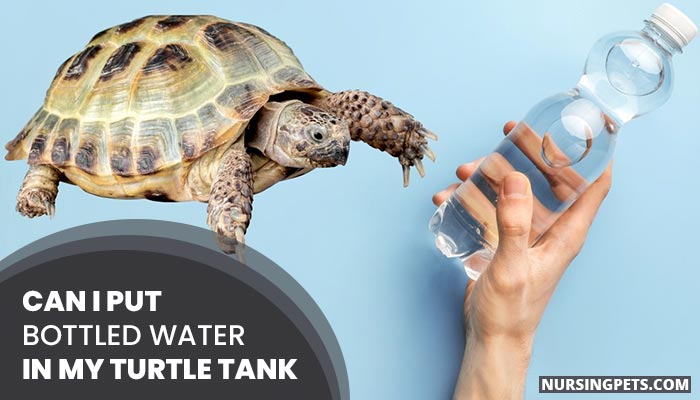 Can I Put Bottled Water In My Turtle Tank