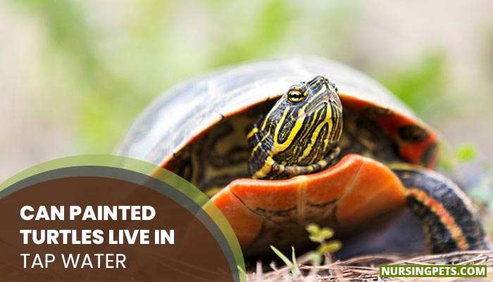 Can Painted Turtles Live In Tap Water