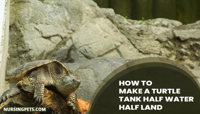 How To Make A Turtle Tank Half Water Half Land