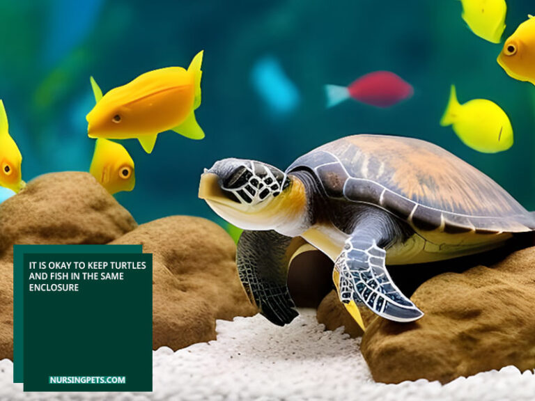 Can Baby Turtles Live With Fish? - Nursing Pets