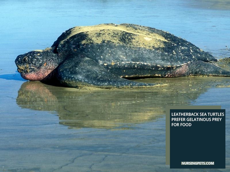 Leatherback sea turtles prefer gelatinous prey for food