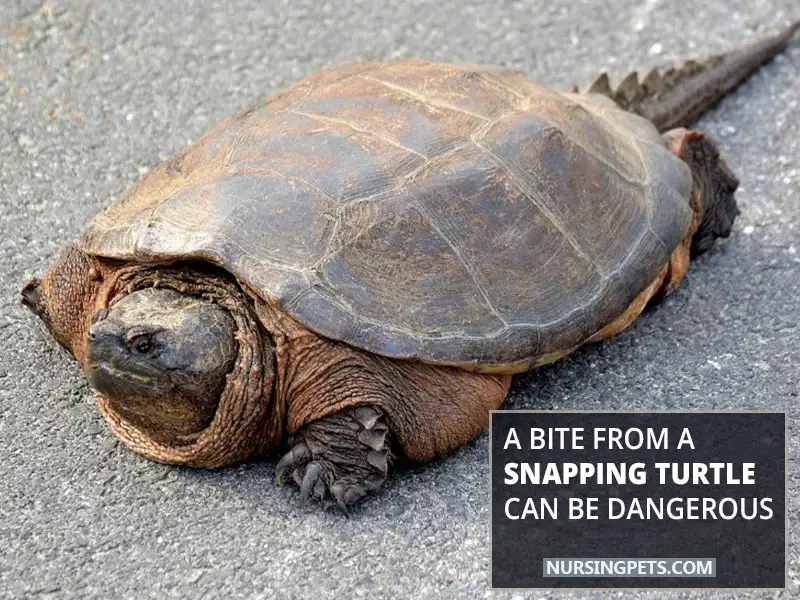 A Bite From A Snapping Turtle Can Be Dangerous