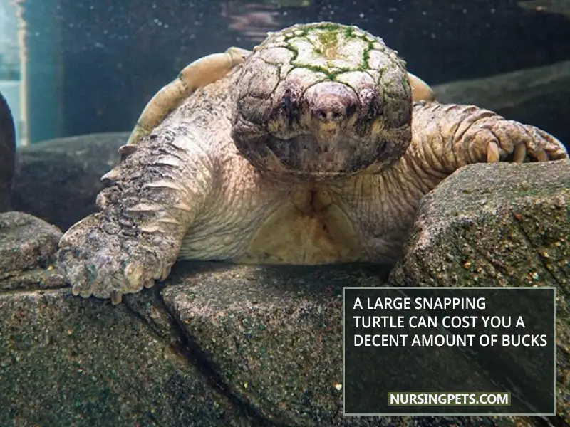 A Large Snapping Turtle Can Cost You A Decent Amount Of Bucks