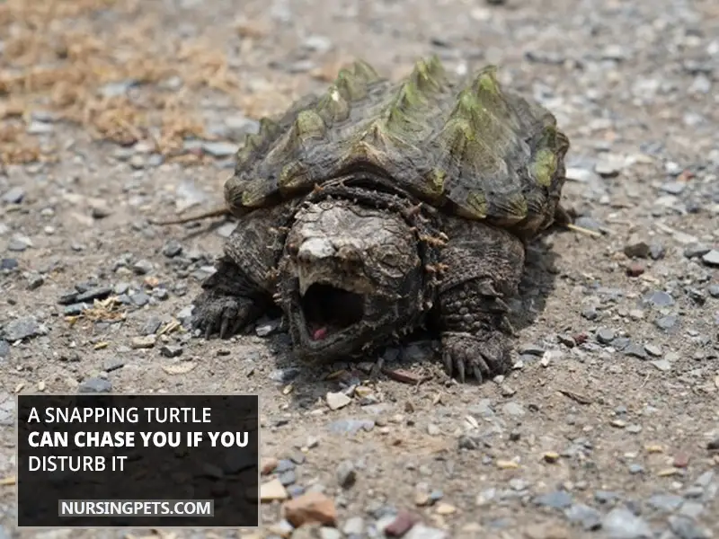 A Snapping Turtle Can Chase You If You Disturb It