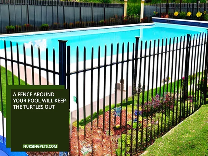 A fence around your pool will keep the turtles out