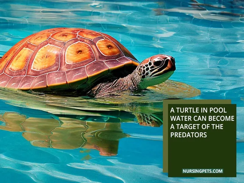 A turtle in pool water can become a target of the predators