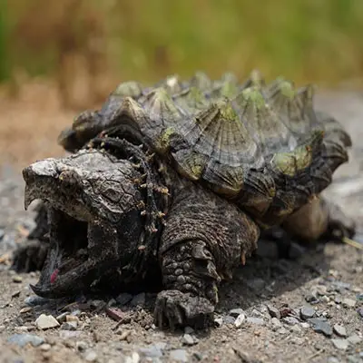 Alligator Snapping Turtle