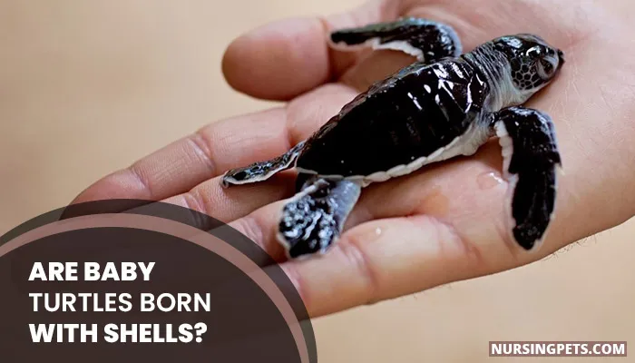 Are Baby Turtles Born With Shells