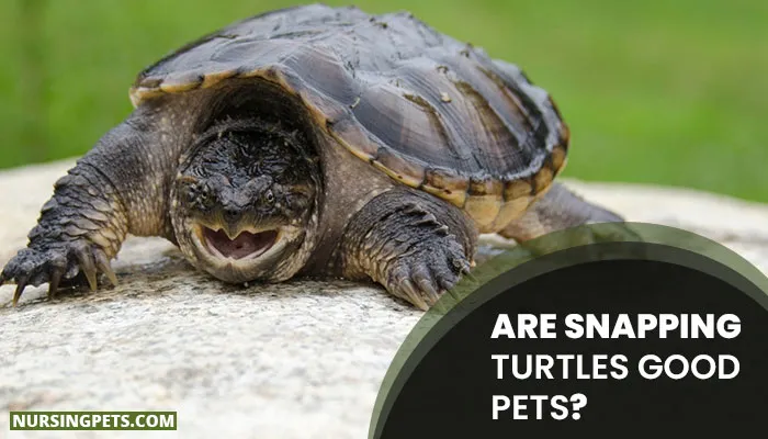 Are Snapping Turtles Good Pets