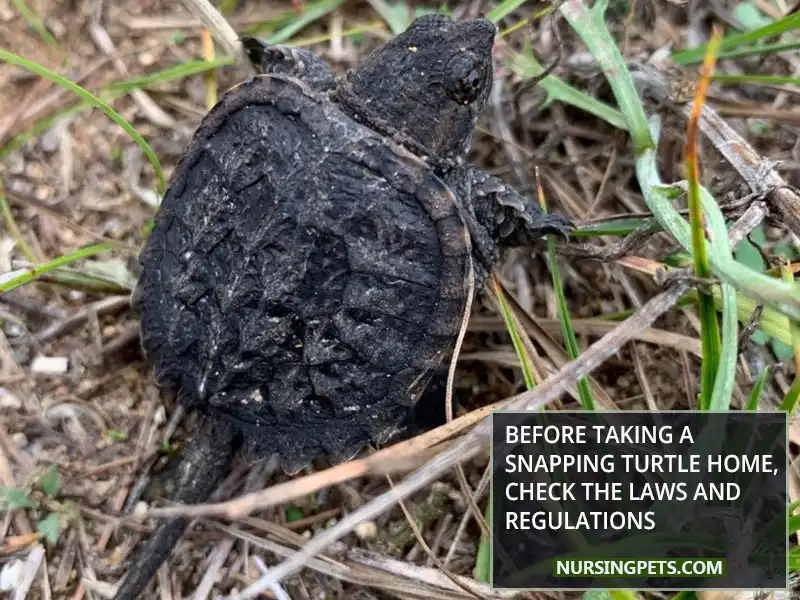 Before Taking A Snapping Turtle Home, Check The Laws And Regulations