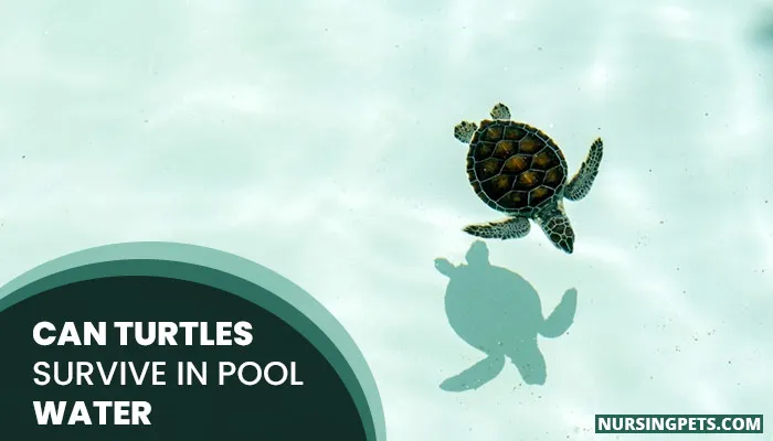 Can Turtles Survive In Pool Water