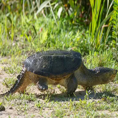 Common Snapping Turtle