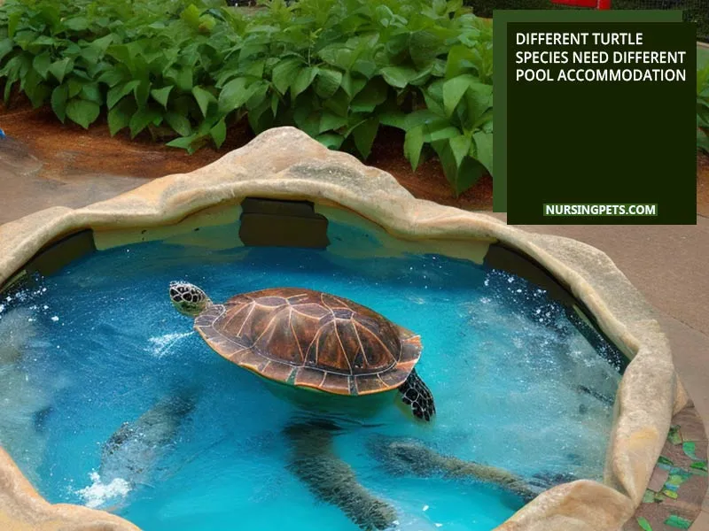 Different turtle species need different pool accommodation