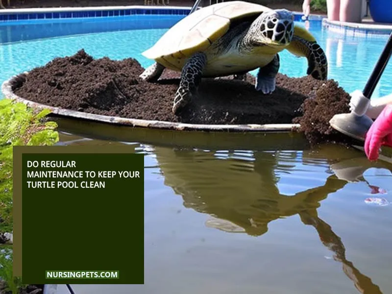 Do regular maintenance to keep your turtle pool clean