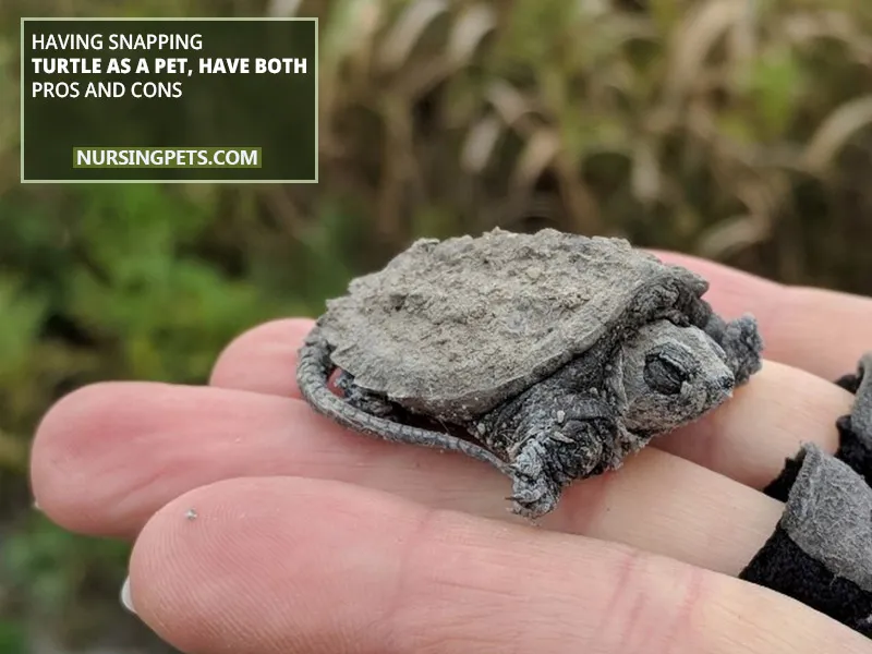 Having Snapping Turtle As A Pet, Have Both Pros and Cons