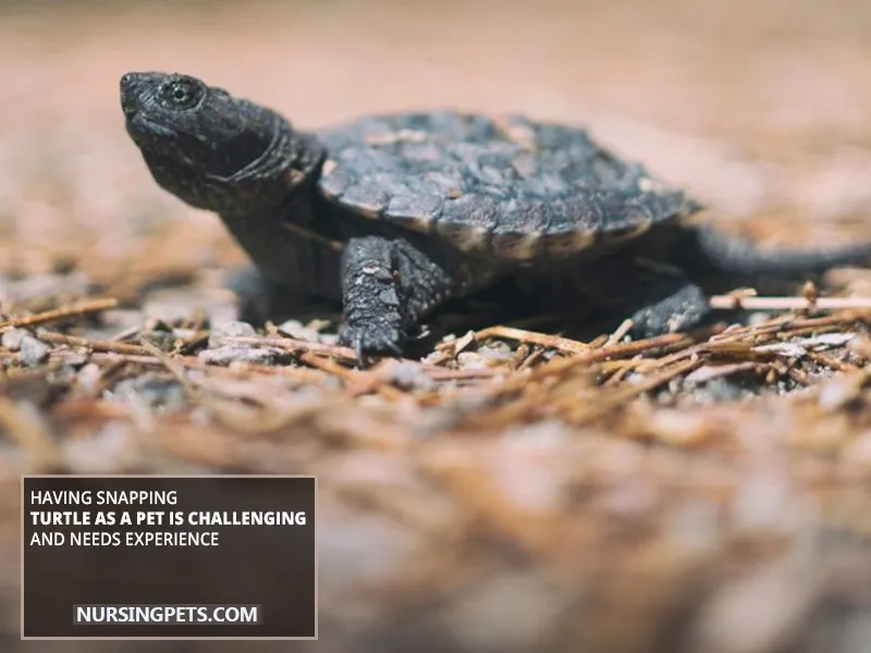 Having Snapping Turtle As A Pet Is Challenging And Needs Experience