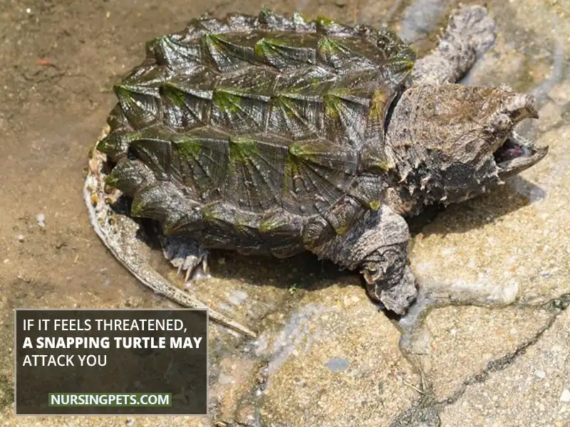 If It Feels Threatened, A Snapping Turtle May Attack You