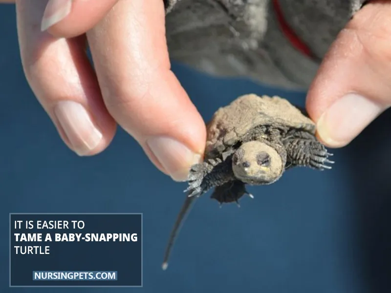 It Is Easier To Tame A Baby-Snapping Turtle