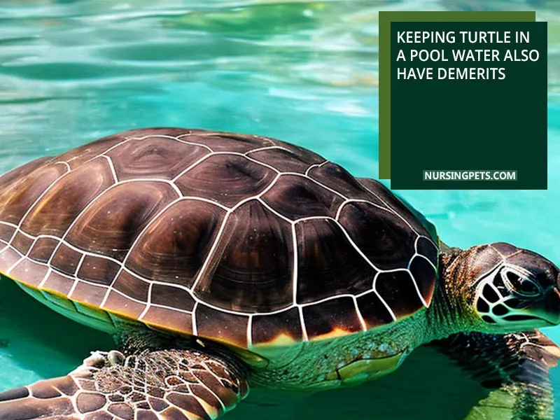 Keeping turtle in a pool water also have demerits