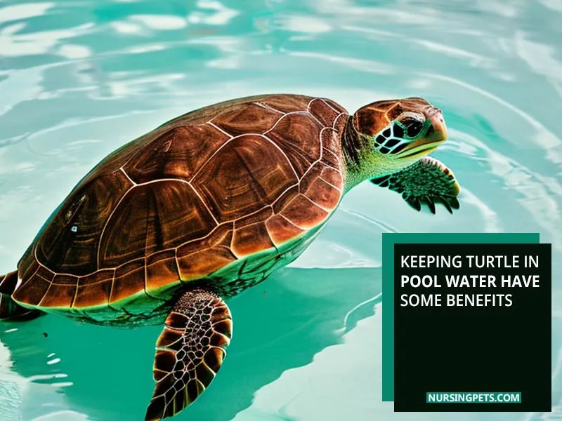 Keeping turtle in pool water have some benefits