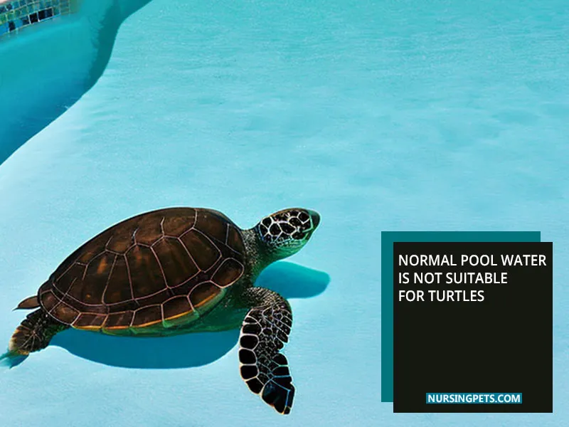 Normal pool water is not suitable for turtles