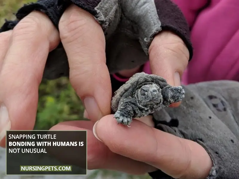 Snapping Turtle Bonding With Humans Is Not Unusual