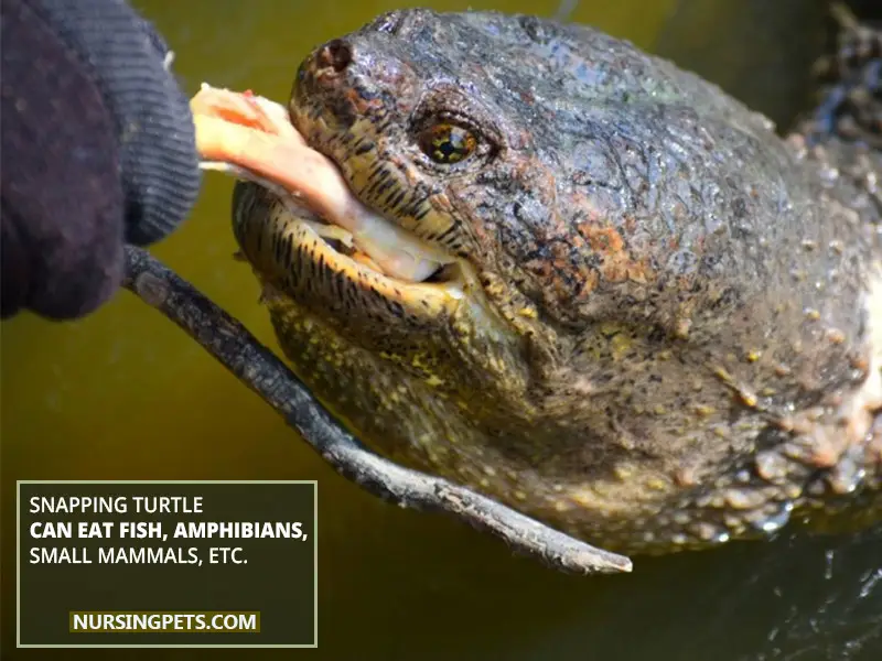 Snapping Turtle Can Eat Fish, Amphibians, Small Mammals, etc.