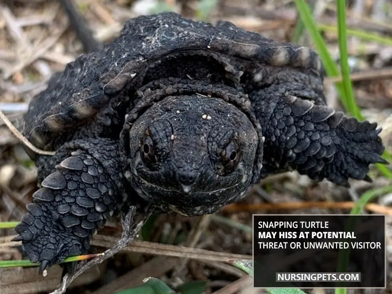 A Snapping Turtle Can Chase You If You Disturb It