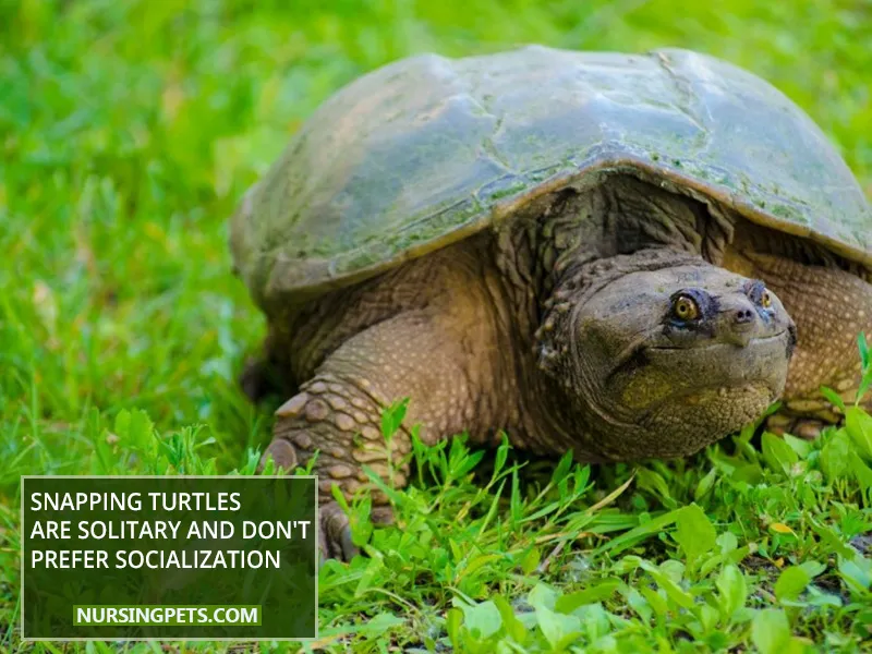 Snapping Turtles Are Solitary And Don't Prefer Socialization