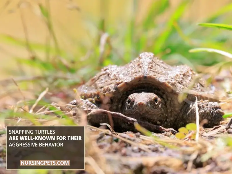 Snapping Turtles Are Well-Known For Their Aggressive Behavior