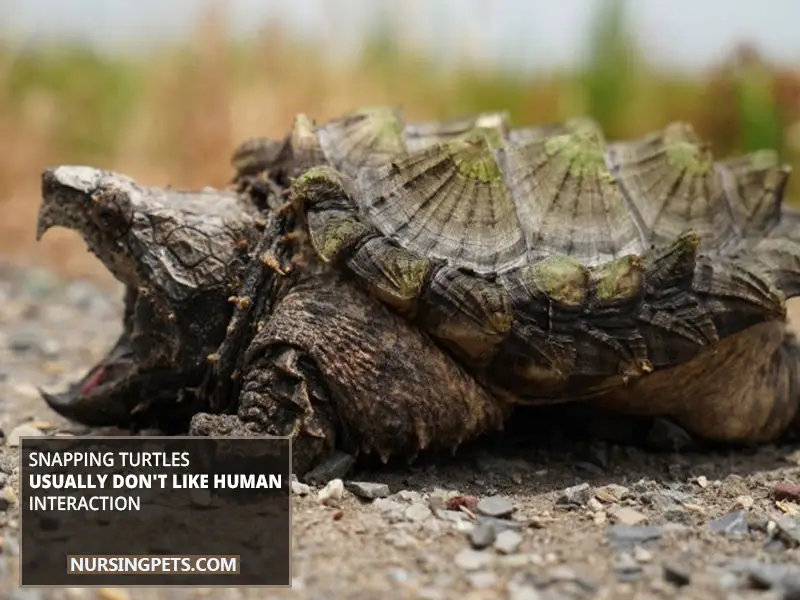 Snapping Turtles Usually Don't Like Human Interaction