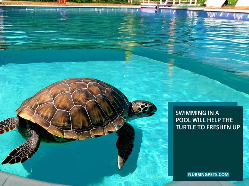 Swimming in a pool will help the turtle to freshen up