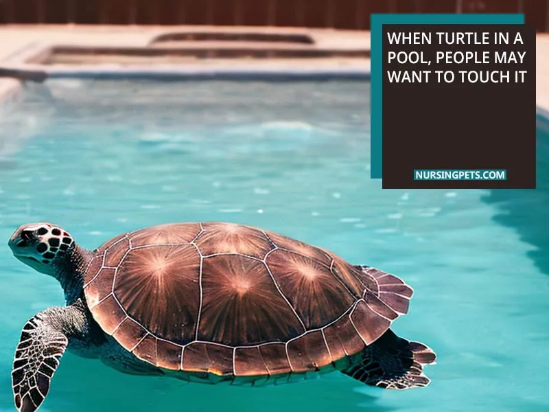 When turtle in a pool, people may want to touch it