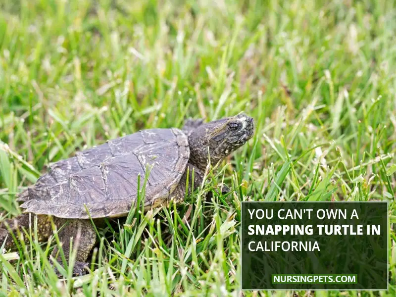 You Can't Own A Snapping Turtle In California