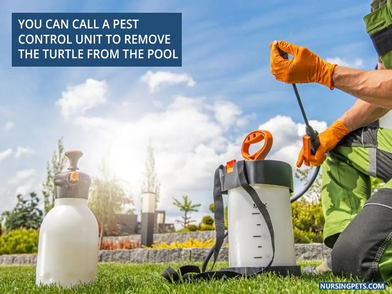 You can call a pest control unit to remove the turtle from the pool