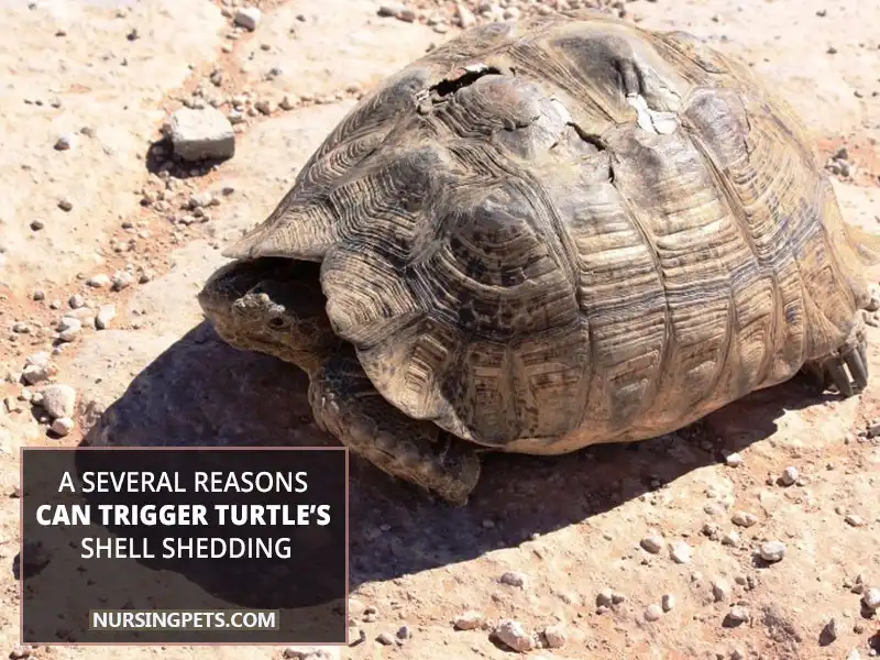 A several reasons can trigger turtle’s shell shedding