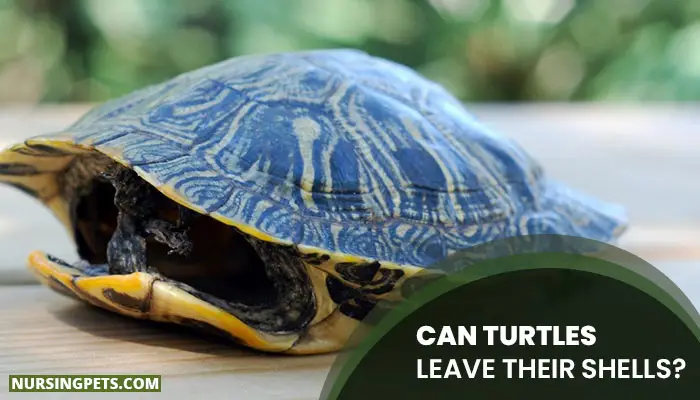 Can Turtles Leave Their Shells