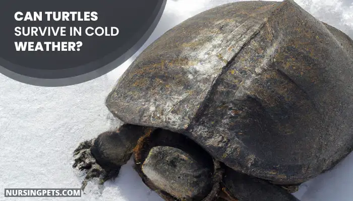 Can Turtles Survive In Cold Weather