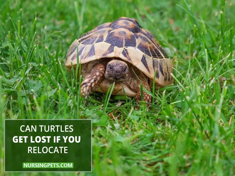 Can turtles get lost if you relocate/move them