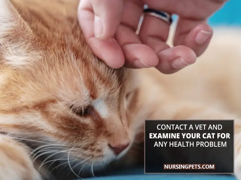 Contact a vet and examine your cat for any health problem