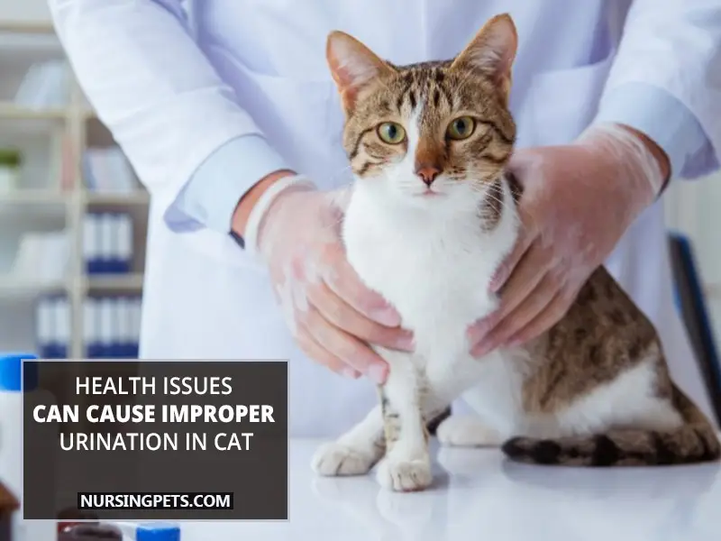 Health issues can cause improper urination in cat