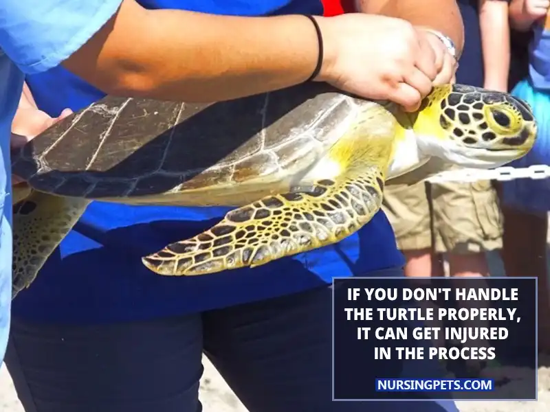 If you don't handle the turtle properly, it can get injured in the process