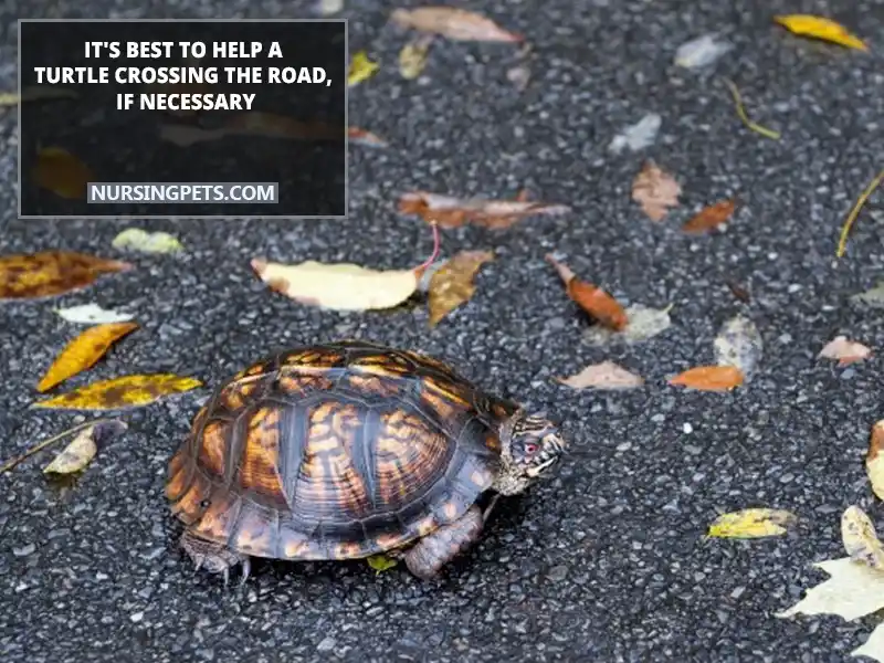 It's best to help a turtle crossing the road, if necessary