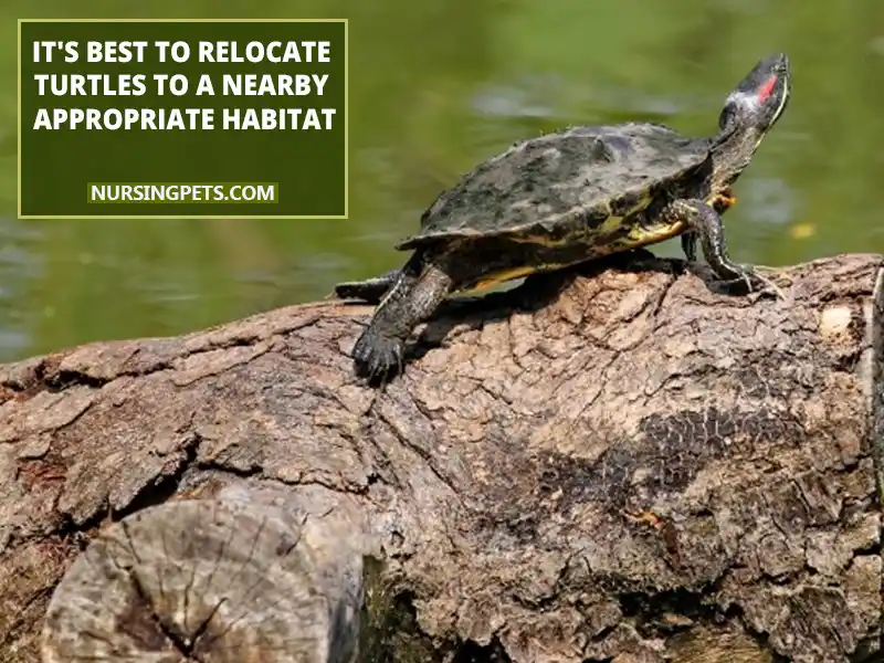 It's best to relocate turtles to a nearby appropriate habitat